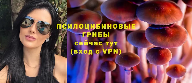 продажа наркотиков  Новоалтайск  hydra   Псилоцибиновые грибы Psilocybe 